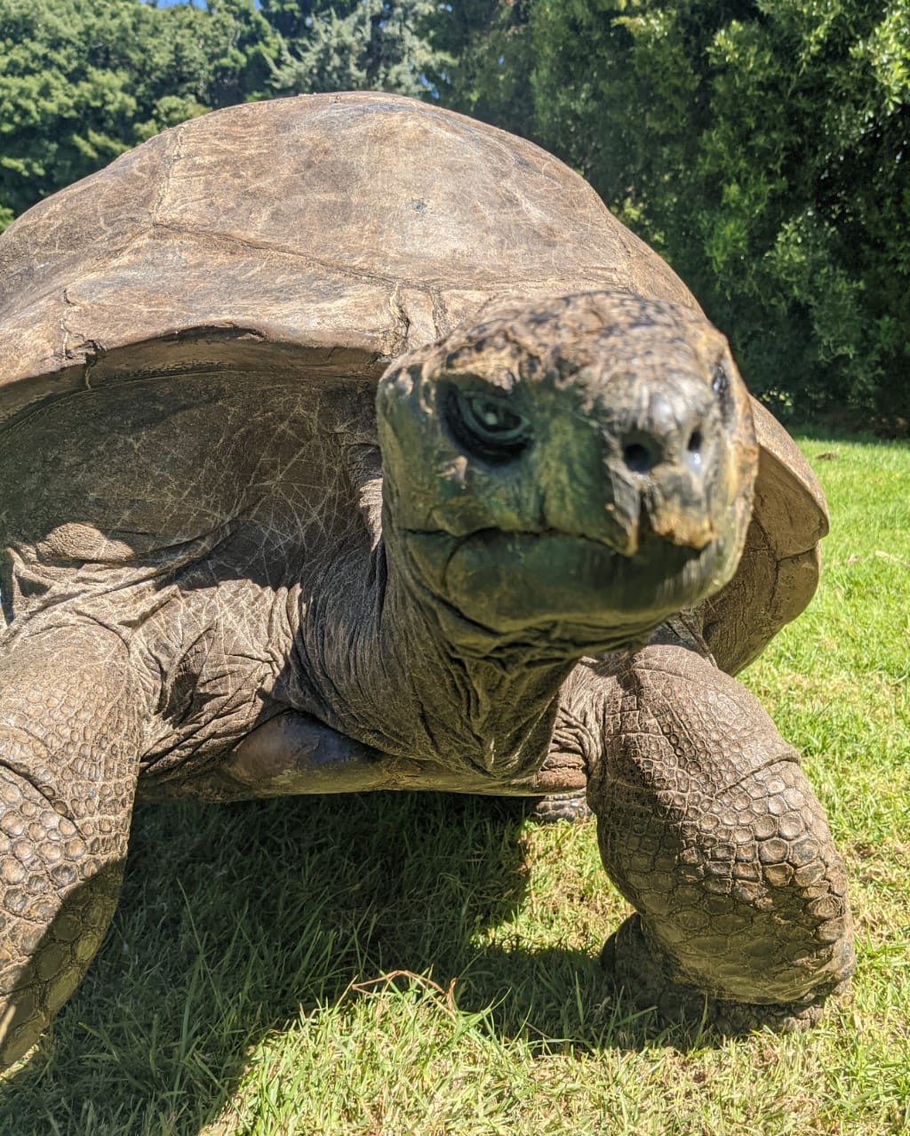 Jonathan in 2021, blind as a bat but still going strong!