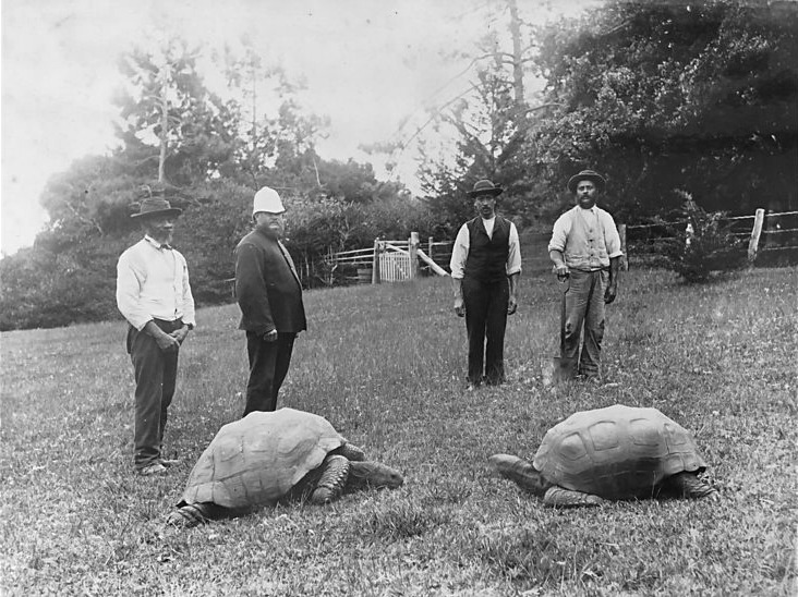 Two giant tortoises photographed in the grounds of Government House, St. Helena, 1886. Jonathan is on the left