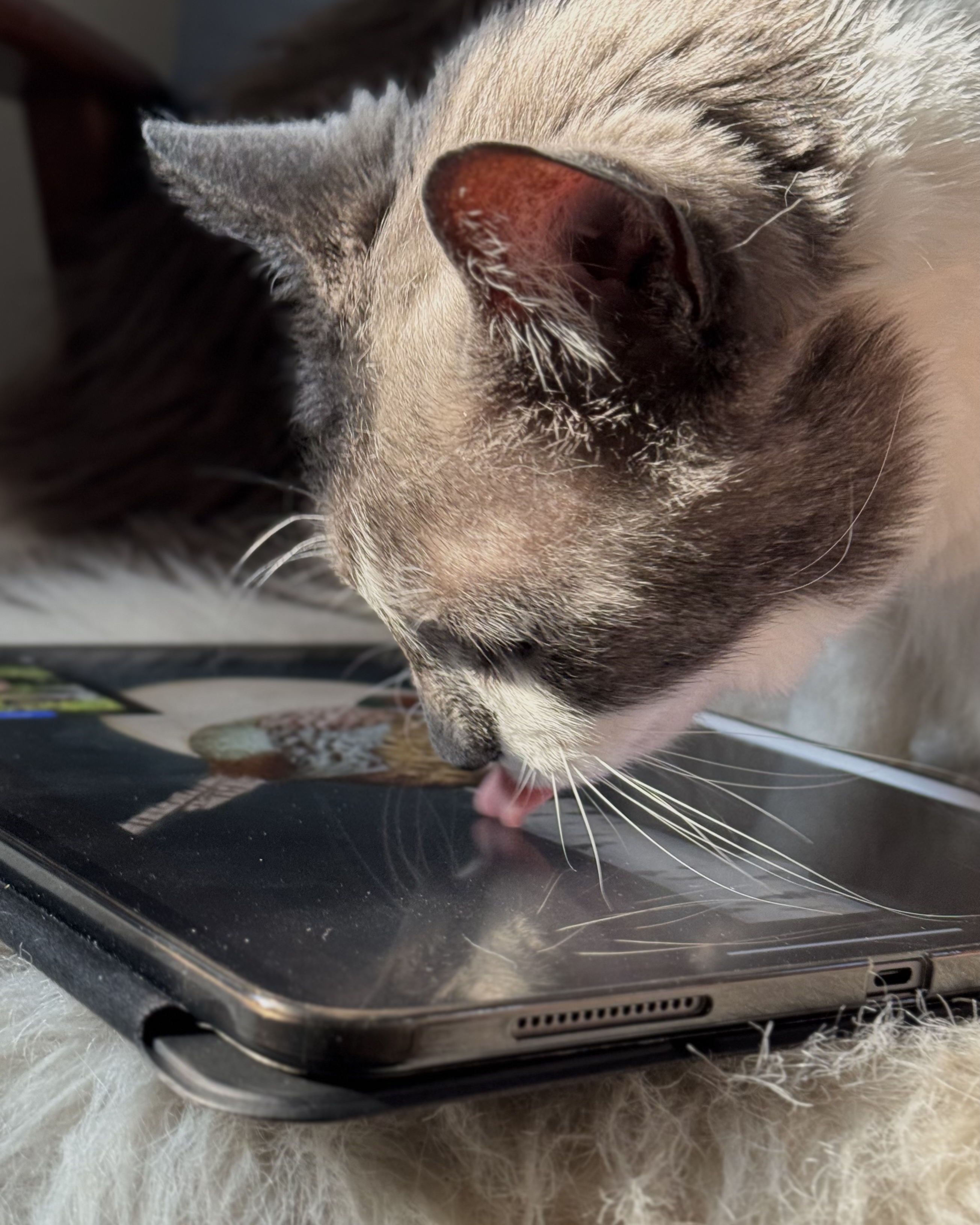 Woodhouse Licking the iPad