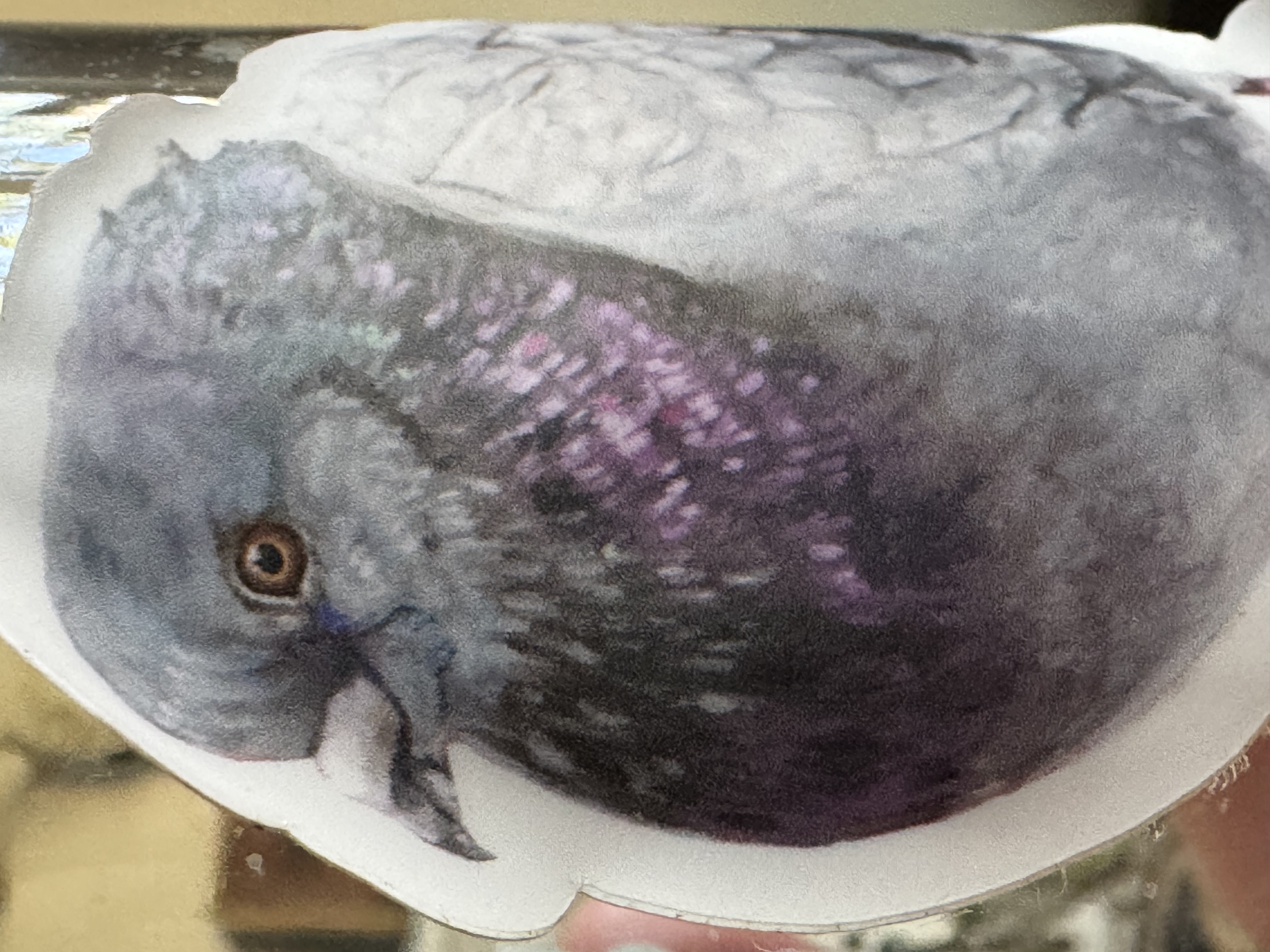 "Majestic Fat Bird" sticker after several times through the dishwasher.